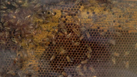 Bee hive with a transparent wall. Large swarm of bees. A large number of bees Stock Footage 161266907