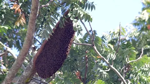 Bee hive on the tree Stock Footage 58090467