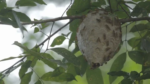 Bee hive on a tree Stock Footage 109205823
