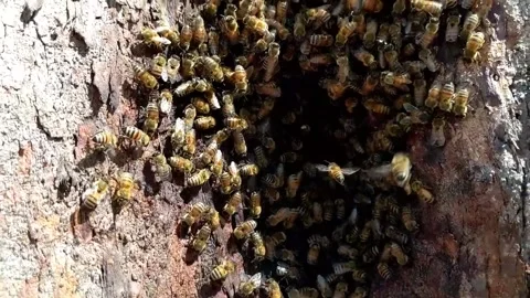 A bee hive in a tree Stock Footage 238526607
