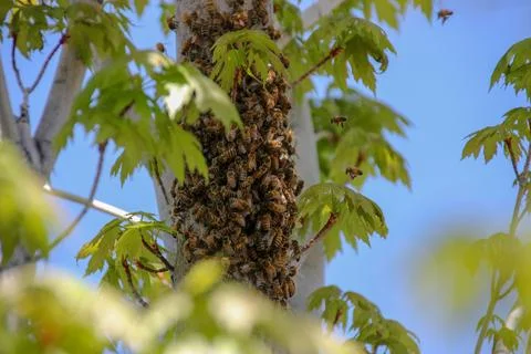 Bee hive in tree Stock Photos
