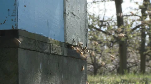 Bee hive  wide view Stock Footage 40279268