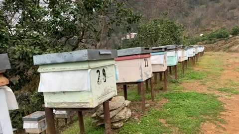 Bee hives, apiary Stock Footage 164041341