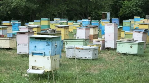 Bee hives are in the apiary. Stock Footage 158679552