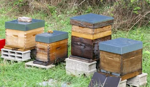 Bee hives of different sizes stand on the autumn lawn. Stock-Fotos