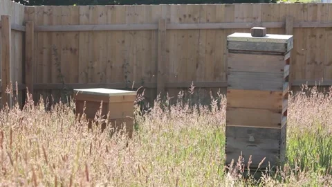 Bee hives in field Stock Footage 274074881