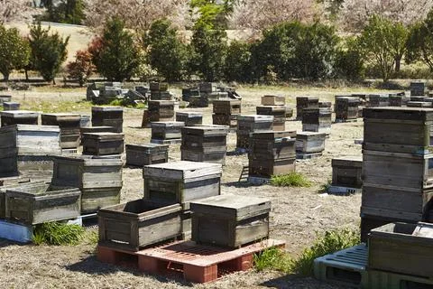 Bee hives in a field Stock Photos