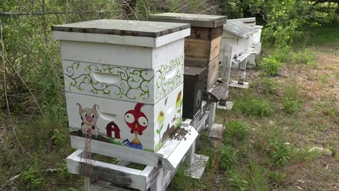 Bee hives Stock Footage 154882683