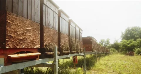 Bee hives Video stock 245303946