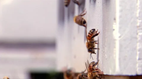 Bee Hives Stock Footage 321047210
