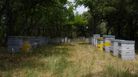 Bee hives in green forest. Stock Footage 157318844
