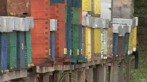 Bee hives with honey bees Stock-Footage 39660767
