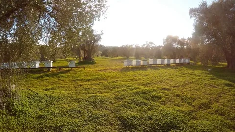 Bee hives lined up in a winter olive garden, a panorama to the right, the sun Stock Footage 81629424