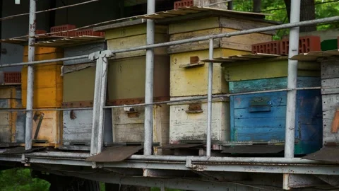Bee hives located close to each other Stock Footage 198236433