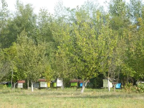 Bee hives in Maramures county Фото