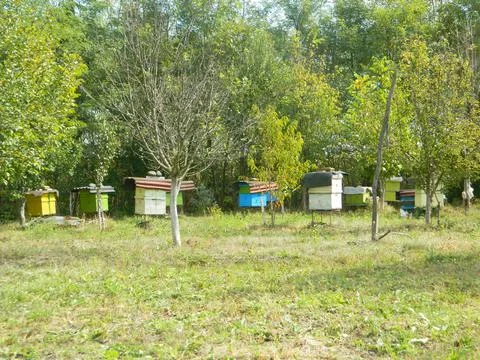 Bee hives in Maramures county 库存照片