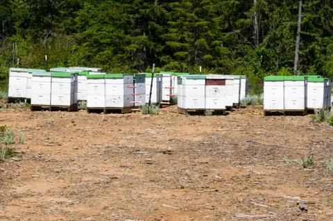 Bee hives Foto stock
