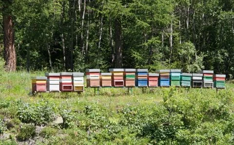 Bee hives Stock Photos