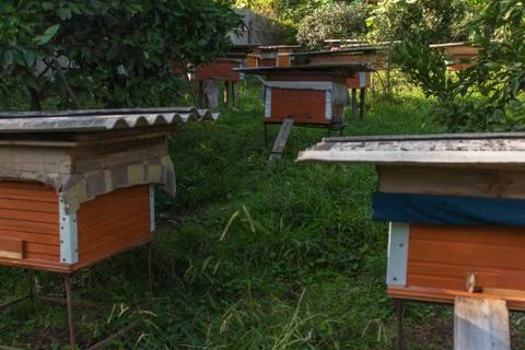 Bee hives Stock Photos