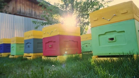 Bee hives on a private site. Home apiary for the production of natural honey. Stock Footage 156691953