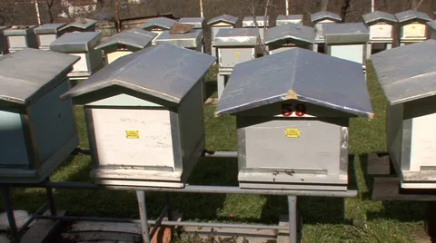 Bee hives in rows Stock-Footage 36112285