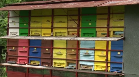 Bee hives in a trailer Stock Footage 50578191