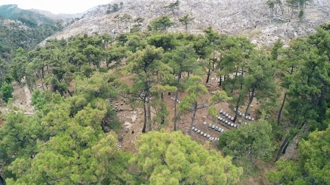 Bee hives under the pines Stock Footage 126988741
