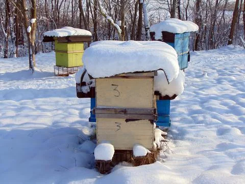 Bee hives in the winter 写真素材