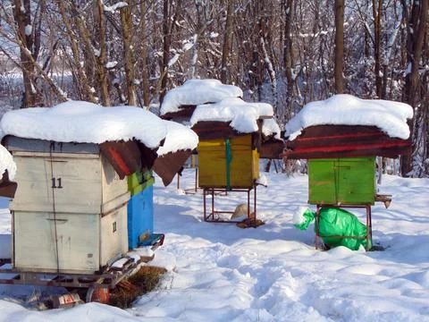 Bee hives in the winter Фото
