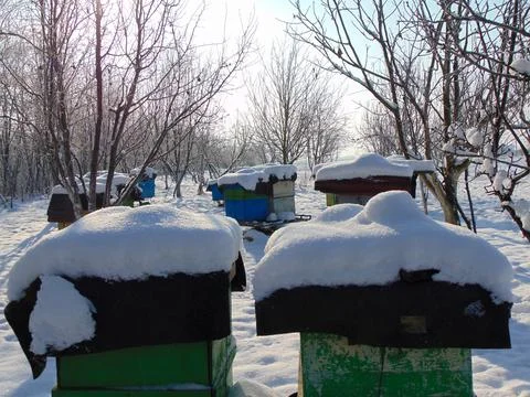 Bee hives in the winter 写真素材