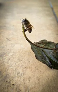 Bee holding onto a leaf Stock Photos