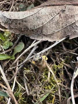 Bee Holding Onto a Twig Under a Leaf Stock-Fotos