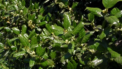 Bee holly 01 库存影片 275299137