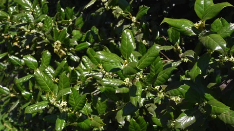 Bee holly 02 库存影片 275299760