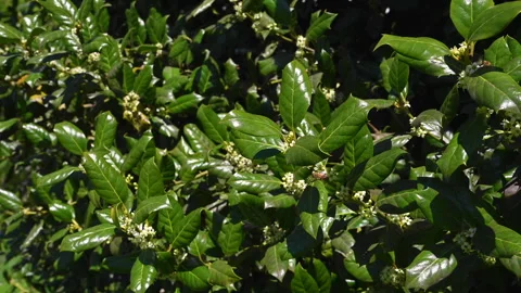 Bee holly 03 库存影片 275299958