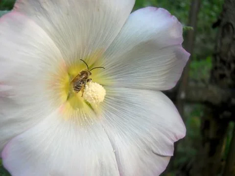 Bee in hollyhock white flower Stock Photos