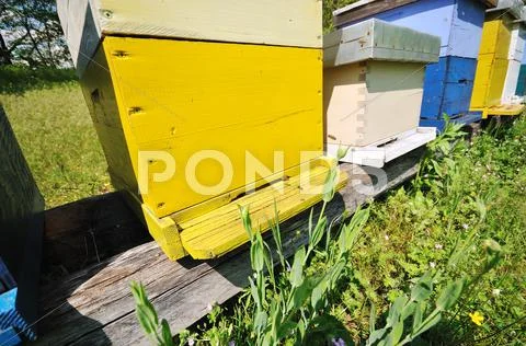 Bee home at meadow Stock Photos