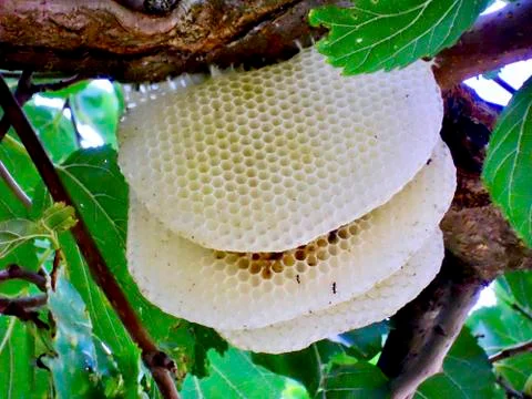 Bee home under a tree Stock Photos