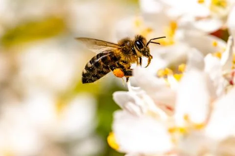 Bee: Honey Bee collecting pollen on wild flowers. Closeup details of small in Stock Photos