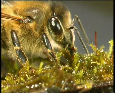 Bee, honey,  beekeeper Video stock 587329