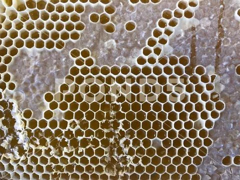 Bee honey comb. Stock Photos