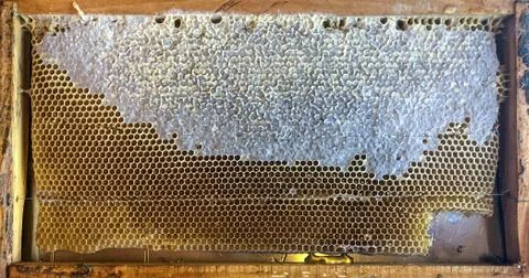 Bee honey comb. Stock Photos