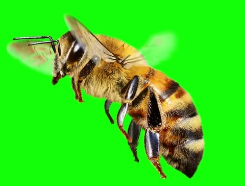 Bee Honey Fly. Green screen. Stock Footage
