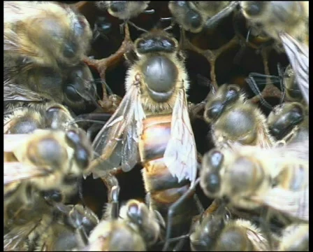 Bee, honey Stock Footage