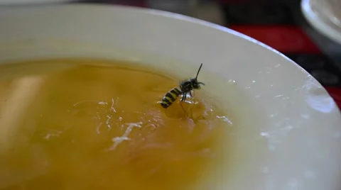 Bee in a Honey Stock Footage 43351407