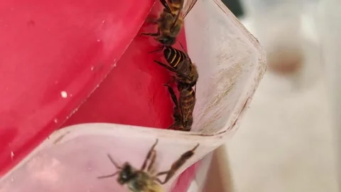 Bee Honey Stock Footage 280152335