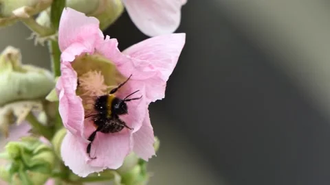 A bee, honeybee, apis,- on a half-closed flower bud, burgeon - with pink petals. Stock Footage 136107237