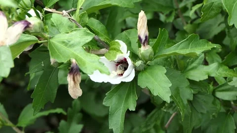 A bee, honeybee, apis, insect on a half-closed flower bud with yellow petals. Stock Footage 136101966