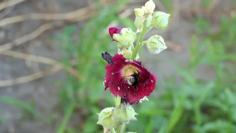 A bee, honeybee, an insect on a half-closed flower bud with burgundy petals. Stock Footage 134951350