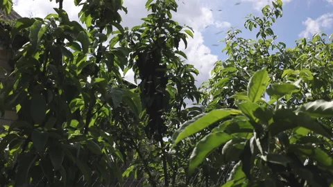 Bee honeycomb of bee insects on tree in nature Stock Footage 154748467